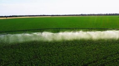 Aerial view pivot at work in potato field, watering crop for more growth. Center pivot system irrigation. Watering crop in field at farm. Modern irrigation system for land and vegetables growing on it