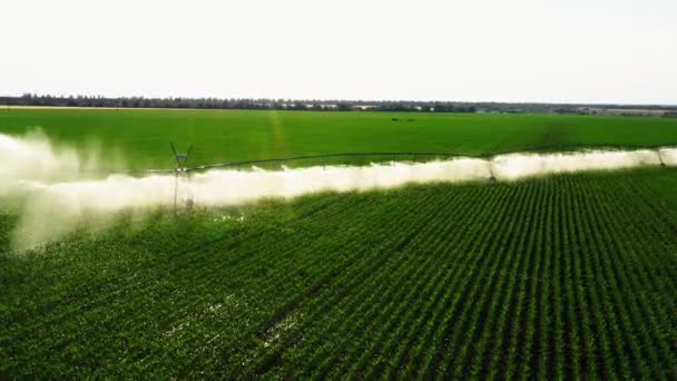 Bovenaanzicht Van Maïsirrigatie Maïsveld Met Irrigatiesysteem Windmolens Met Irrigatie Van — Stockvideo