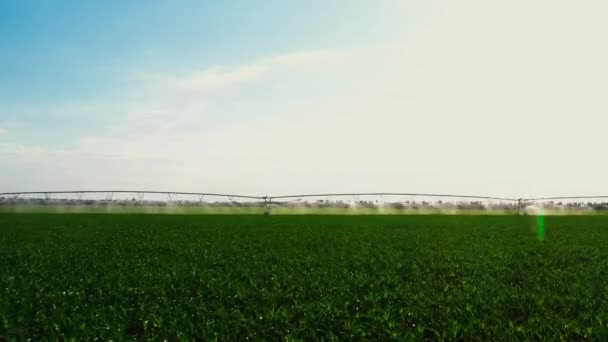 Luftbild Schwenk Bei Der Arbeit Kartoffelfeld Bewässerung Der Ernte Für — Stockvideo