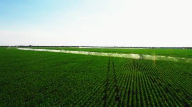Aerial view drone shot of irrigation system rain gun sprinkler on agricultural soybean field helps to grow plants in the dry season, increases crop yields