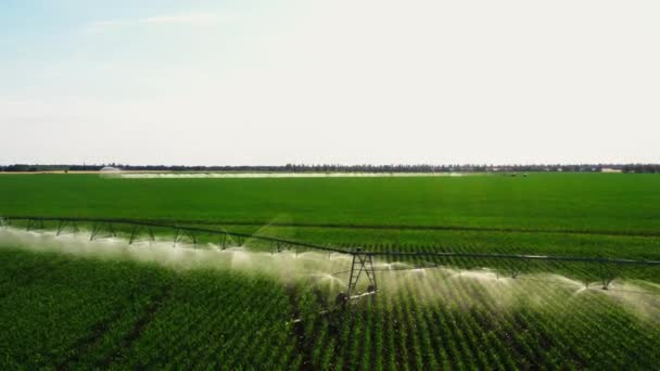 Aerial View Drone Shot Irrigation System Rain Gun Sprinkler Agricultural — Vídeo de Stock