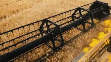 Tarım makinesinin hasatçısı altın olgunluktaki buğday tarlasından hasat ediyor. Buğday tarlasında birleşik bir hasat işliyor.