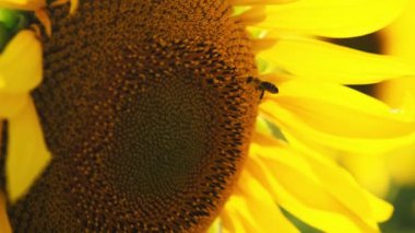 Sarı ayçiçeğinden nektar toplayarak polenle kaplı uçan bal arısı. Polen çiçekleri ile kaplanmış arıların makro görüntüleri.