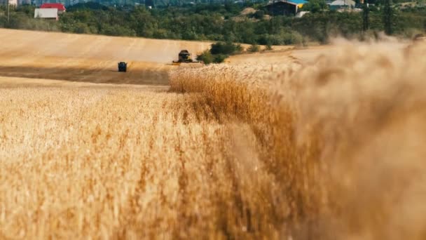Slow Motion Combine Harvester Revolving Reel Oogsten Tarwe Gewassen Cultivated — Stockvideo