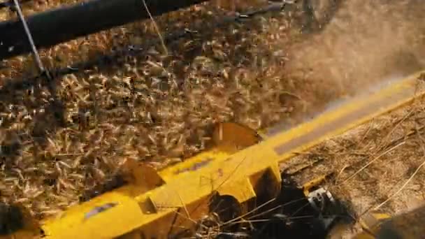 黄金の熟した小麦の分野からの農業機械収穫のコンバイン収穫機 コンバイン収穫機は小麦畑で働いています — ストック動画