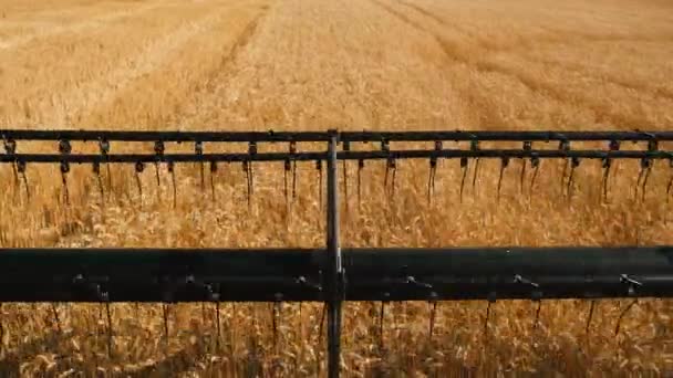 La moissonneuse-batteuse d'une machine agricole récolte dans un champ de blé mûr doré.Une moissonneuse-batteuse travaille dans un champ de blé.La moissonneuse-batteuse traverse le champ et fauche du blé