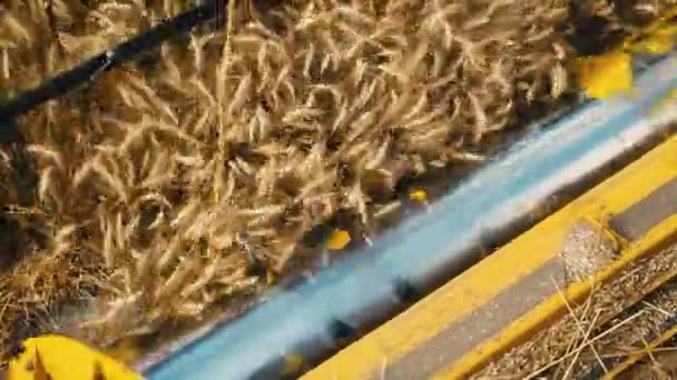 小麦の収穫 小麦の収穫のせん断 夏の日没時に近くから農地で黄金色の熟したコムギ畑を収穫する収穫機 農業食料生産 産業概念 — ストック動画