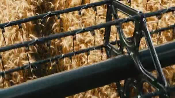 Tarweoogst Tarweoogstschaar Oogstmachine Oogsten Gouden Rijpe Tarweveld Een Landbouwveld Bij — Stockvideo
