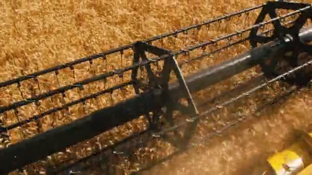 Tarweoogst Tarweoogstschaar Oogstmachine Oogsten Gouden Rijpe Tarweveld Een Landbouwveld Bij — Stockvideo