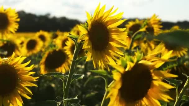Ηλιοτρόπια Καλλιέργειες Ηλιοτρόπια Καλοκαίρι Ηλιοφάνεια Φυτά Φύση Στη Πηγές Ενέργειας — Αρχείο Βίντεο