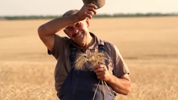 Arrière Vieux Fermier Caucasien Marchant Sur Terre Champ Plein Récolte — Video