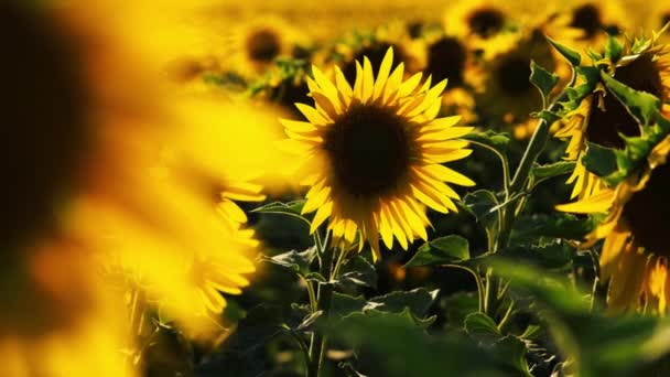 Sunflower Fields Farms Sunflower Sun Summer Season Plant Nature Plants — Stok Video