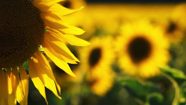 Ηλιοτρόπια Καλλιέργειες Ηλιοτρόπια Καλοκαίρι Ηλιοφάνεια Φυτά Φύση Στη Πηγές Ενέργειας — Αρχείο Βίντεο