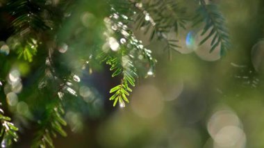 Güneşli yeşil dalların parlak güneş ışığıyla yakın görüntüsü.