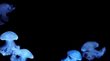 Siyah arka planda mavi denizanası. Makro sualtı fotoğrafçılığı yakın plan. Japon Deniz Isırganı (Chrysaora pacifica). Mavi neon ışık efekti. 