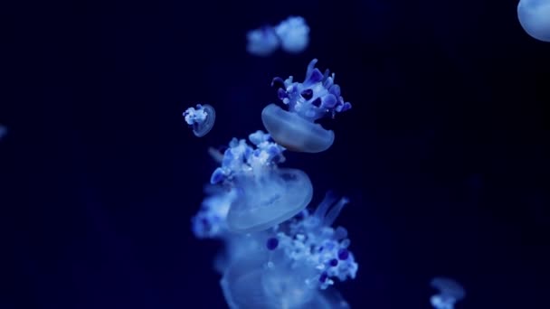 Niebieska Meduza Czarnym Tle Makro Fotografia Podwodne Meduzy Zbliżenie Pokrzywa — Wideo stockowe