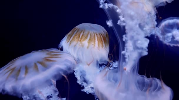 Blue Jellyfish Black Background Macro Photography Underwater Jellyfish Close Japanese — Stock Video