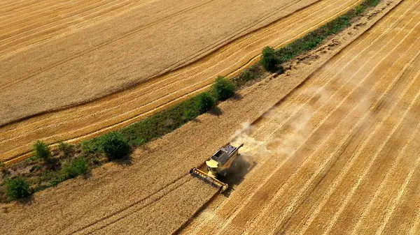 Aerial View Combine Harvester Harvesting Wheat Beautiful Wheat Field Sunset — Stock Photo, Image