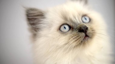 Hafif arka planda genç bir siyam kedisinin portresi. Mavi gözler ve uzun bıyık..