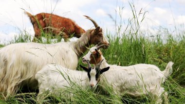 Keçiler çayırda otluyor.