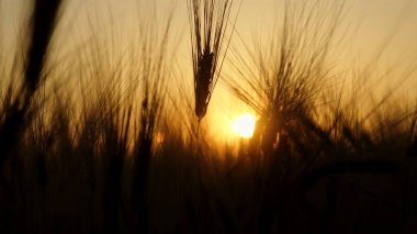 Olgun buğday dikenleri silueti. Buğday kulaklı altın arka plan. İnanılmaz tarım günbatımı manzarası. Büyüyen doğa hasadı. Buğday tarlası doğal ürünü. Güneş ışığı altında kırsal alan.