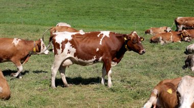 İnekler İsviçre Alplerinde bir alp çayırında otlarlar. İnekler Alplerde yemyeşil yemyeşil yemyeşil bir çayırda otlarlar ve arka planda dağlar vardır. Ulusal Park