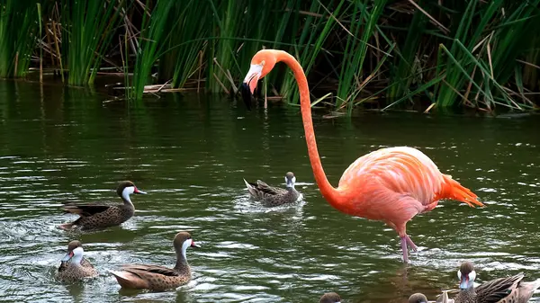 Pink Caribbean Flamingo Pond Background Wild Ducks — Stock Photo, Image