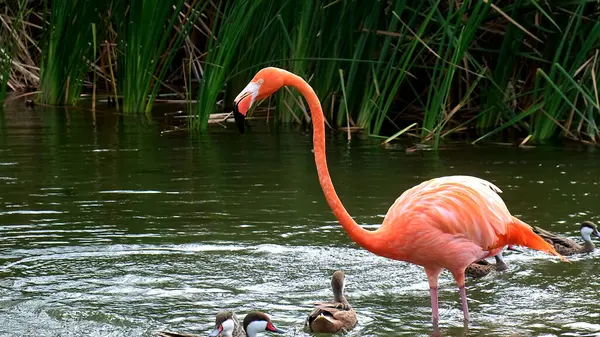 池塘里的粉色加勒比火烈鸟与野鸭的背景相映衬 — 图库照片