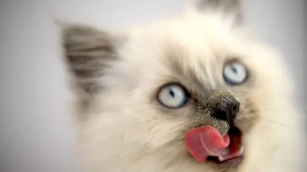 Hafif arka planda genç bir siyam kedisinin portresi. Mavi gözler ve uzun bıyık..