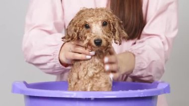 Ağır çekim. Köpek bakımı salonu. Tımarcı köpükle küçük altın bir kanişi yıkıyor. Profesyonel hayvan bakımı. Evcil hayvan salonunda spa ve rahatlama.