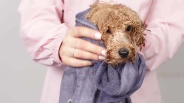 Slow Motion Bath Groomer Veterinarian Drys Dog Towel Animal Spa — Stock Video
