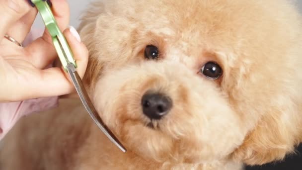 Groomer Grooms Little Cute Poodle Puppy Trimmer Woman Doing Her — Stock Video