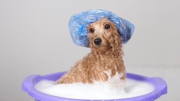 Salon Perawatan Anjing Groomer Memandikan Pudel Emas Kecil Dalam Busa — Stok Video
