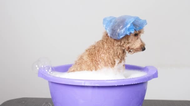 Salon Für Hundepflege Groomer Badet Einen Kleinen Goldenen Pudel Schaum — Stockvideo