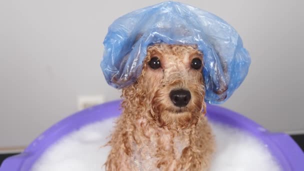 Close Small Dog Face Bath Professional Pet Grooming Salon Woman — Stock Video