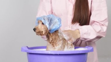 Dost canlısı komik köpek arka planda köpükle banyo yapıyor. Hayvan bakımı ve hijyen konsepti.