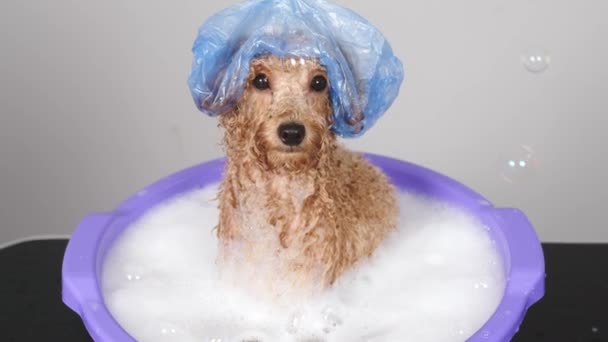 在一家专业的宠物美容美发沙龙里 小狗狗洗完澡后的面部特写 一个女人在给狗做完化妆品之后 会抓挠狗 — 图库视频影像