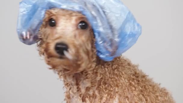 Крупный План Лица Маленькой Собаки После Ванны Профессиональном Салоне Ухода — стоковое видео