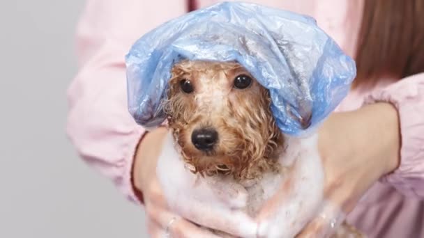 在一家专业的宠物美容美发沙龙里 小狗狗洗完澡后的面部特写 一个女人在给狗做完化妆品之后 会抓挠狗 — 图库视频影像