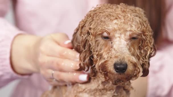 Profesyonel Bir Kuaförde Banyo Yaptıktan Sonra Küçük Bir Köpeğin Yüzünün — Stok video