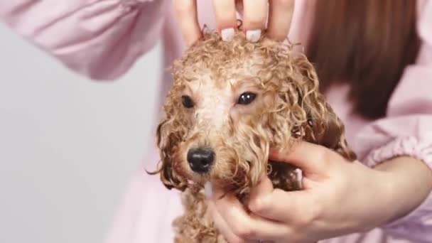 Nahaufnahme Des Gesichts Eines Kleinen Hundes Nach Einem Bad Einem — Stockvideo