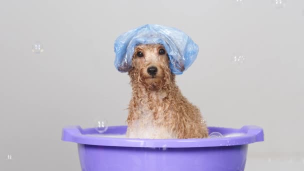 Dost Canlısı Komik Köpek Arka Planda Köpükle Banyo Yapıyor Hayvan — Stok video