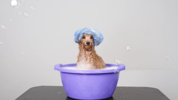Rolig Vänlig Hund Tar Ett Bad Med Skum Duschmössa Ljus — Stockvideo