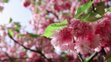 Ağaçta pembe kiraz çiçeklerinin güzel dallarının seçici odak noktası. Parkta bahar mevsiminde güzel Sakura çiçekleri, Flora desenli doku, doğa çiçekli arka plan.
