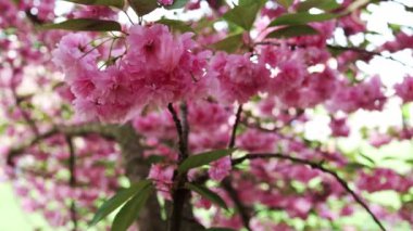Pembe çiçekli Japon kiraz çiçeğinin dalları rüzgarda uçuşuyor. Parkta bahar mevsiminde güzel Sakura çiçekleri, Flora desenli doku, doğa çiçekli arka plan.