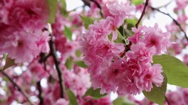 Ağaçta pembe kiraz çiçeklerinin güzel dallarının seçici odak noktası. Parkta bahar mevsiminde güzel Sakura çiçekleri, Flora desenli doku, doğa çiçekli arka plan.