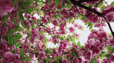 Pembe çiçekli Japon kiraz çiçeğinin dalları rüzgarda uçuşuyor. Parkta bahar mevsiminde güzel Sakura çiçekleri, Flora desenli doku, doğa çiçekli arka plan.