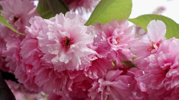 Belles Fleurs Sakura Après Pluie Des Gouttes Pluie Macro Scintillent — Video