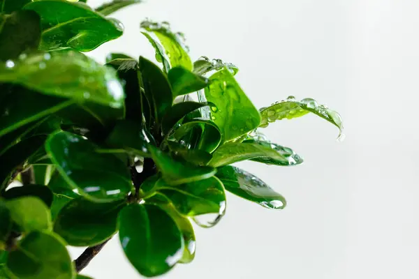Hojas Verdes Con Gotas Agua —  Fotos de Stock