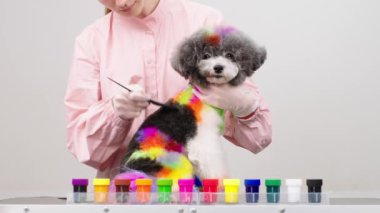 Küçük bir köpeğin kürkünü parlak renklere boyamak. Hayvan bakımı, stil ve kaplıca konsepti.